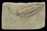Crinoid (Abrotocrinus) Fossil - Crawfordsville, Indiana #94363-1